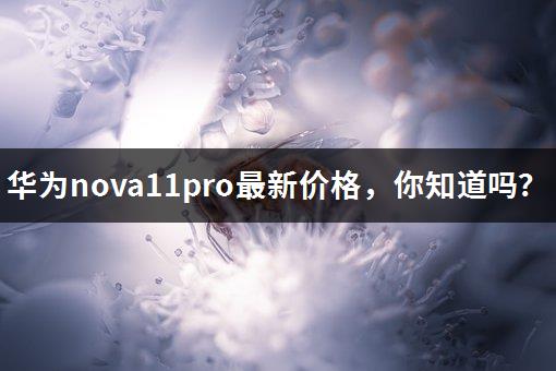 华为nova11pro最新价格，你知道吗？-1